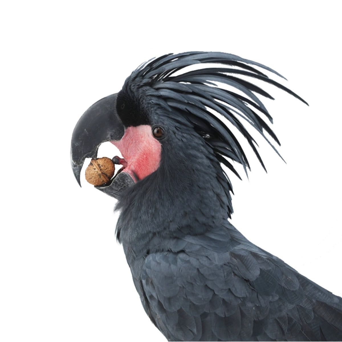 ImporoPets Paper-shell Walnut Parrot Treat For Macaws - 500g High-Protein Nutritious Snack & Training Reward
