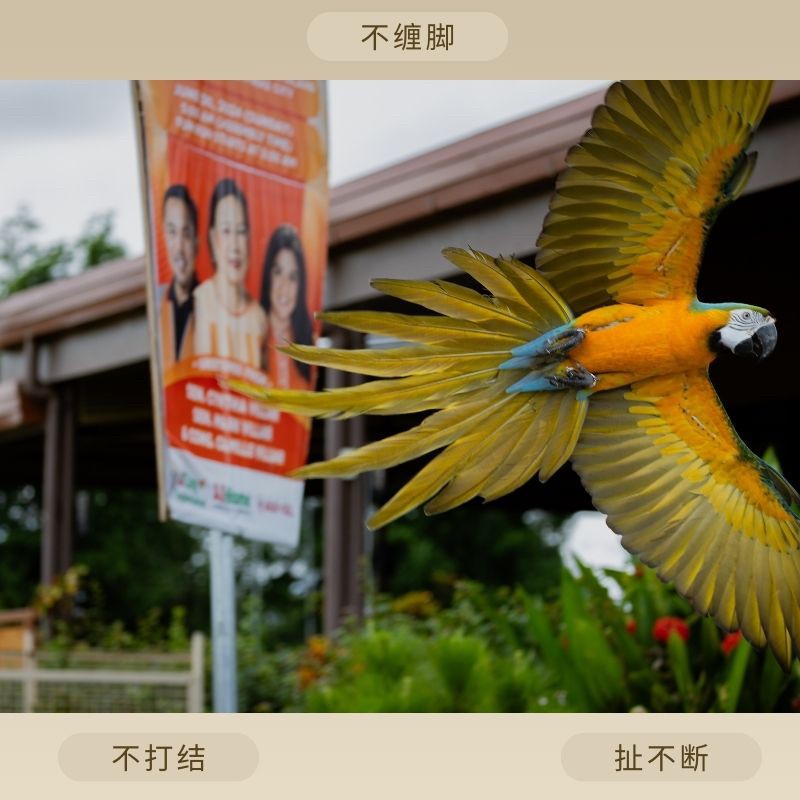 ImporoPets, Chain for Birds|Strong,bite-resistant and smooth Stainless steel snake bone anklet, Toys