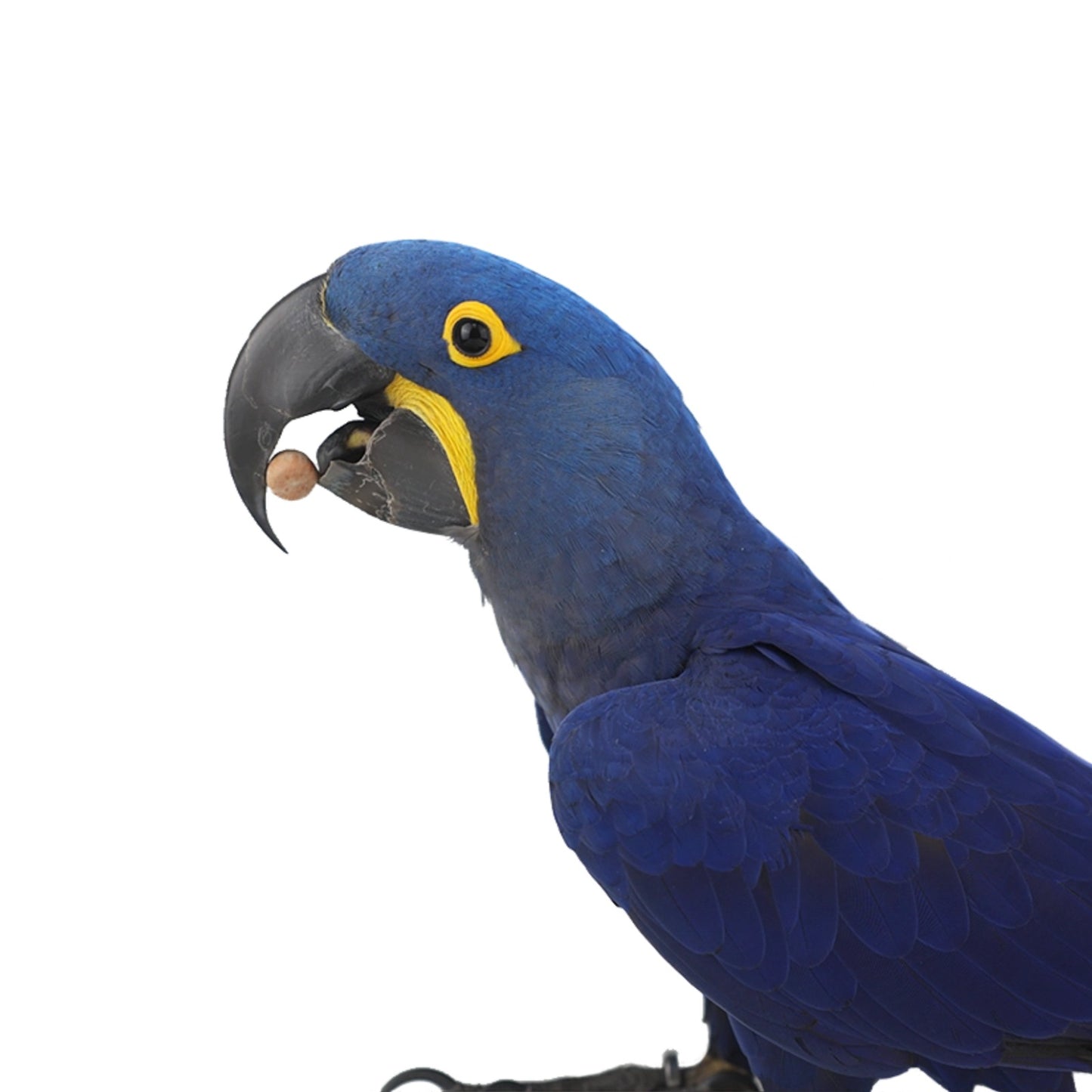 ImporoPets Hazelnuts With Shell Parrot Treat For Macaw - High-fat High-protein 100g/500g Nutritious Snack & Training Reward