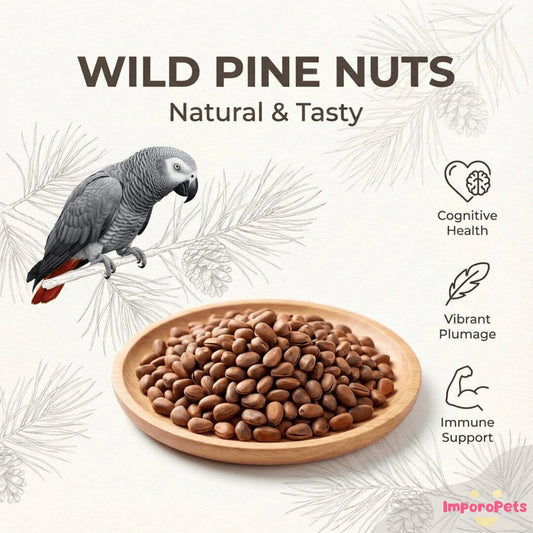 ImporoPets Pine Nuts With Shell Parrot Treat For Macaws AGP Eclectus - High-fat High-protein 50g/100g/500g Nutritious Snack & Training Reward