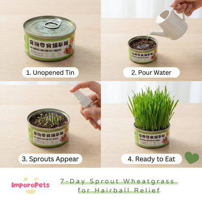 [ImporoPets] Pet toys Lazy Cat Grass Jar (15g) - Easy-to-Grow Organic Wheatgrass for Hairball