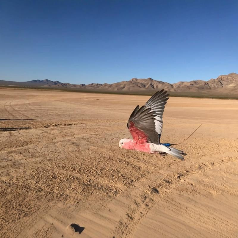 MarshallRadio GPS Standard antenna protector For pet