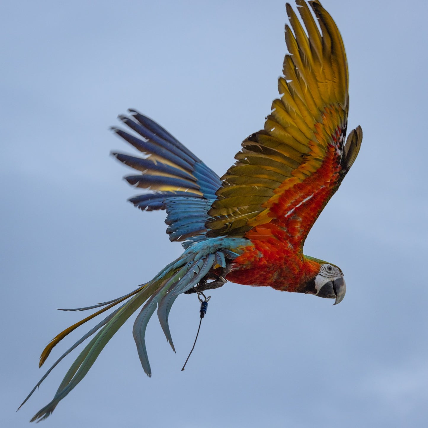 MarshallRadio GPS Turbo-GPS Transmitter（No Bat）