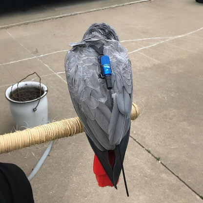 MarshallRadio GPS Standard antenna protector For pet