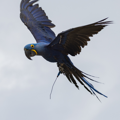 MarshallRadio GPS Regular 7 inches antenna for Pet GPS transmitter