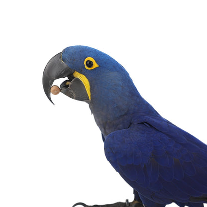 ImporoPets Hazelnuts With Shell Parrot Treat For Macaw - High-fat High-protein 100g/500g Nutritious Snack & Training Reward