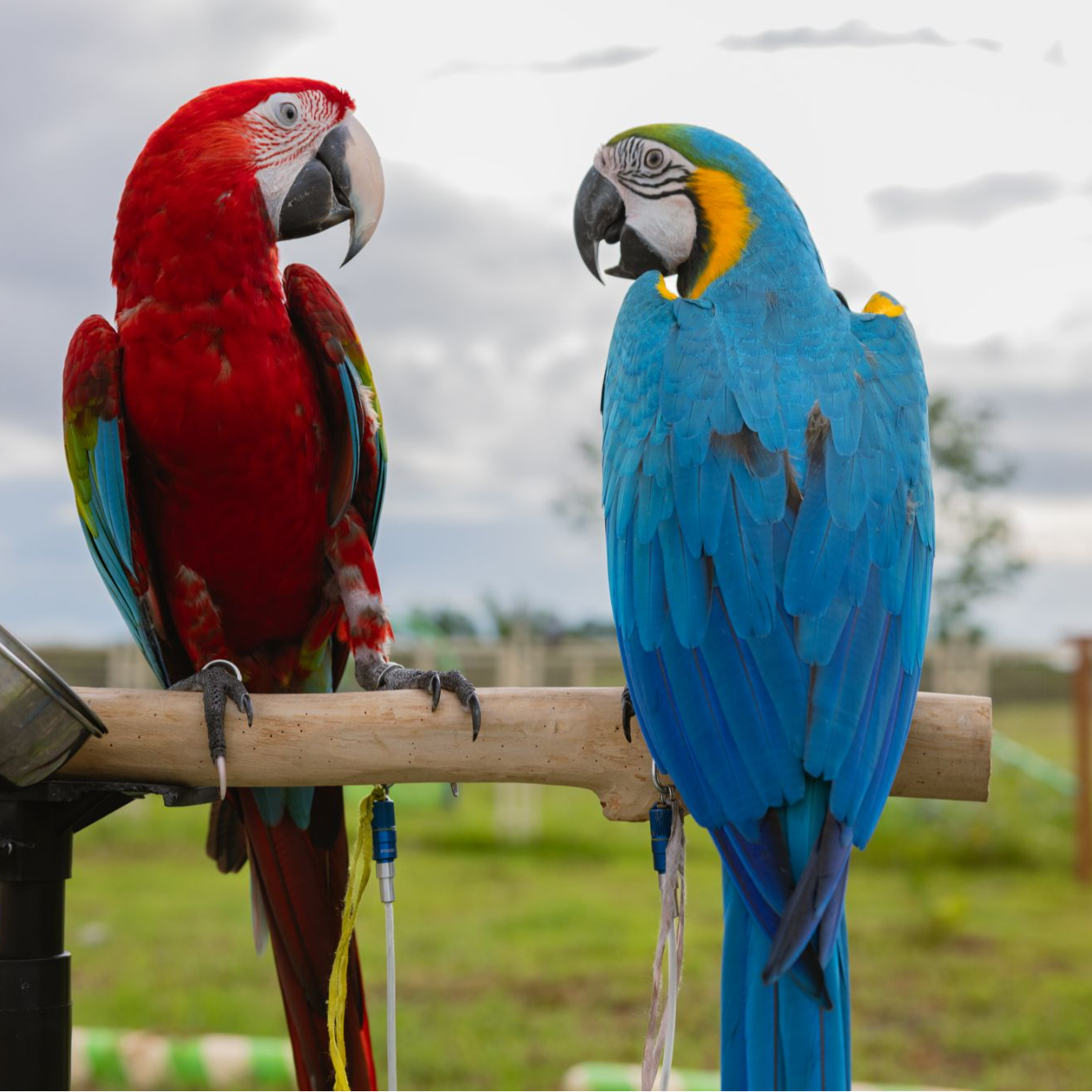 MarshallRadio GPS Regular 7 inches antenna for Pet GPS transmitter