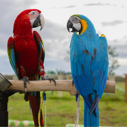 MarshallRadio GPS Regular 7 inches antenna for Pet GPS transmitter