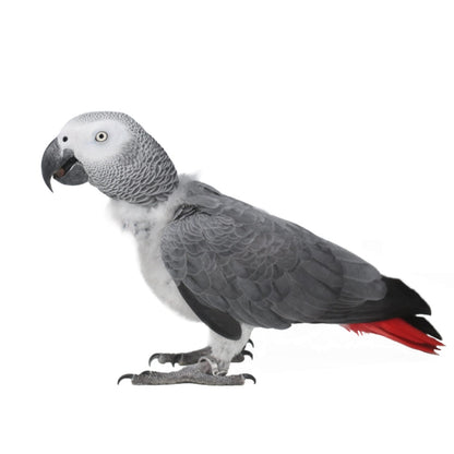 ImporoPets Pine Nuts With Shell Parrot Treat For Macaws AGP Eclectus - High-fat High-protein 50g/100g/500g Nutritious Snack & Training Reward