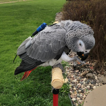 MarshallRadio GPS Standard antenna protector For pet