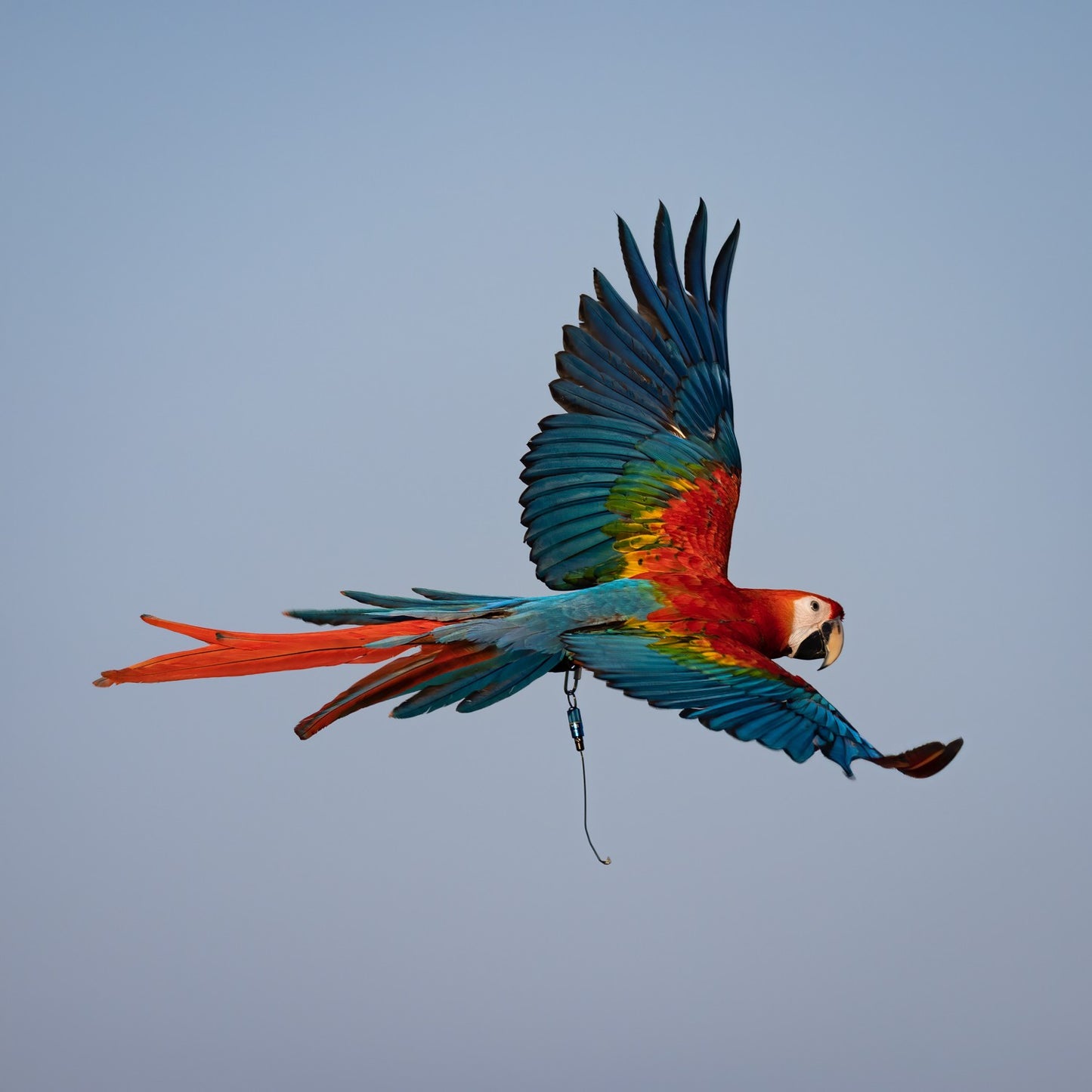 MarshallRadio GPS Turbo-GPS Transmitter（No Bat）